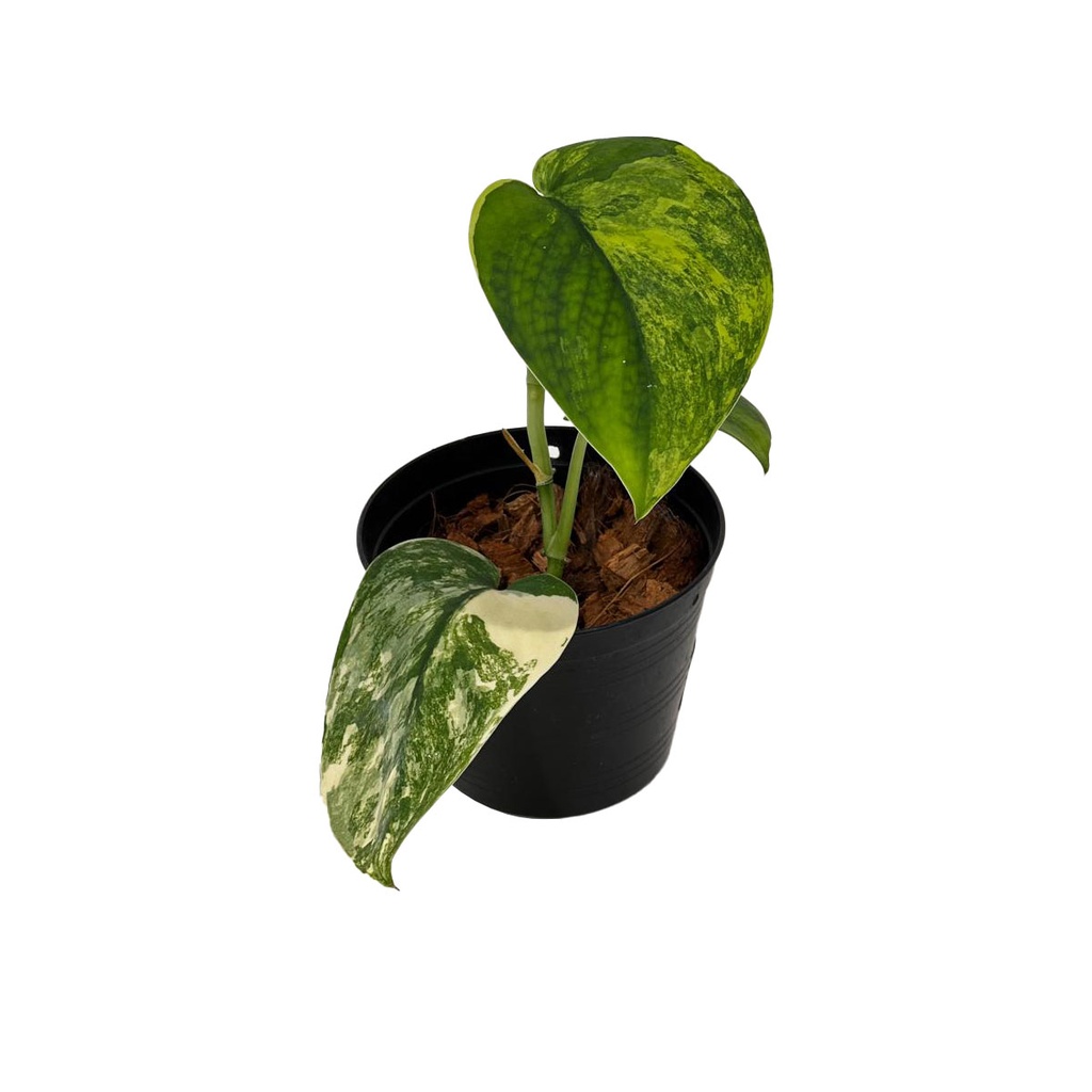 Scindapsus Jade Satin Variegata Terra Garden
